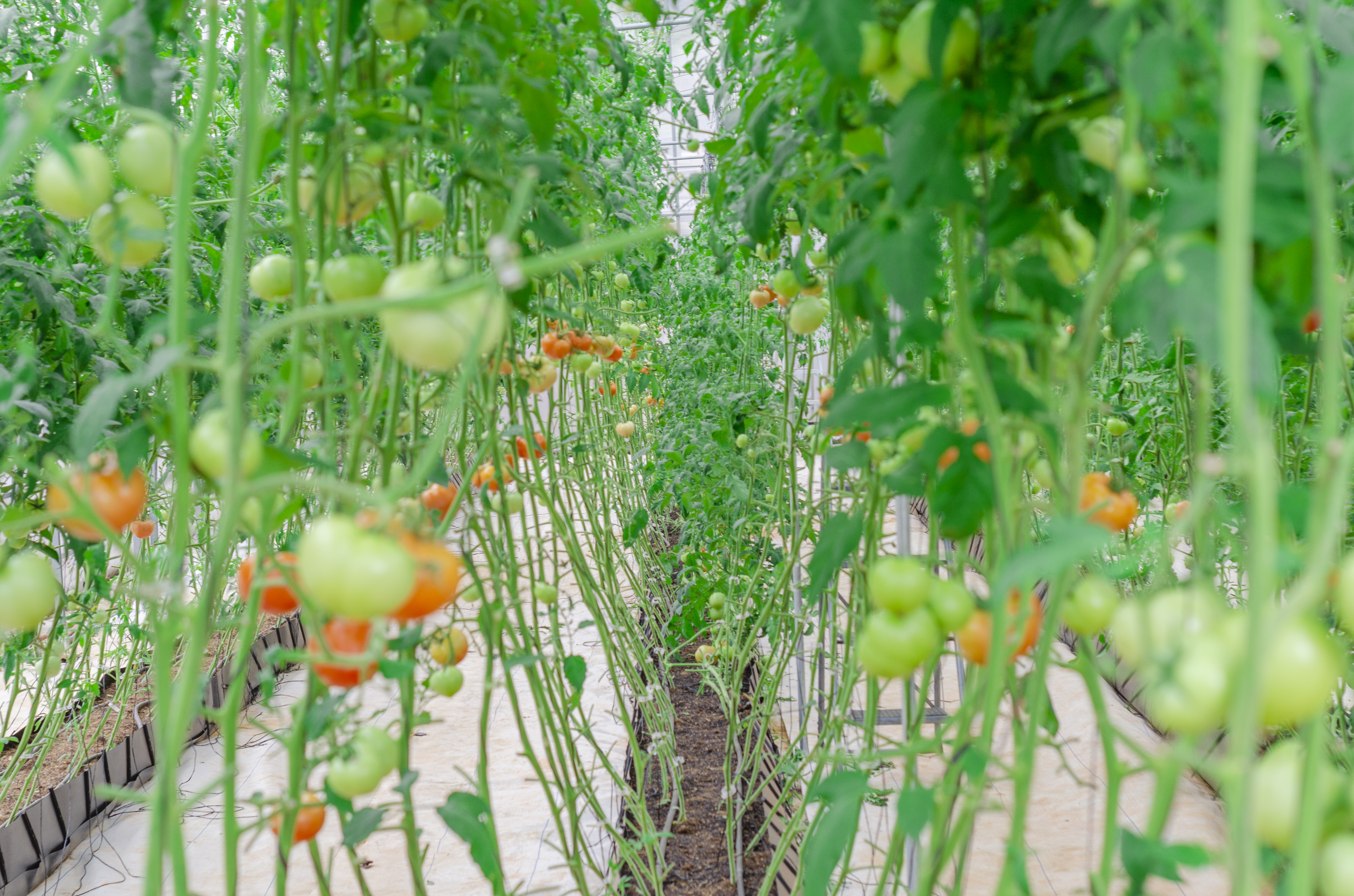 Greenhouse vegetables